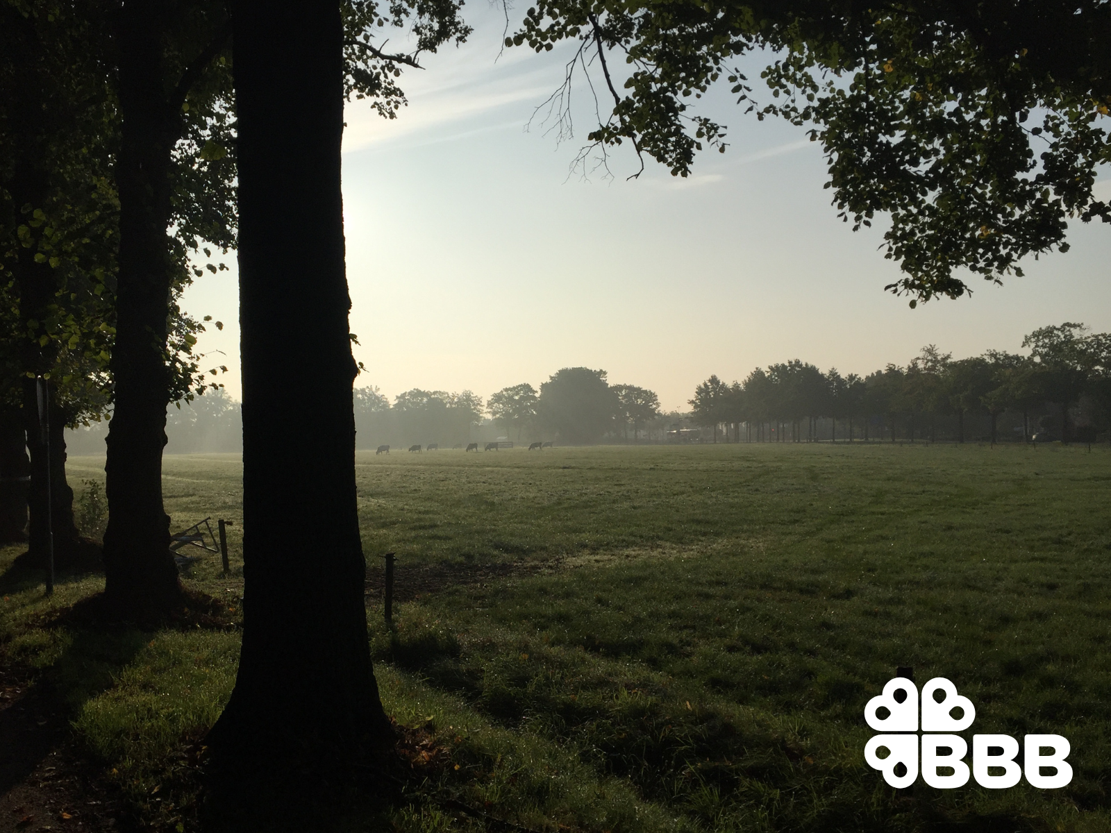 Grazende koeien in de weide op landgoed De Schaffelaar in Barneveld